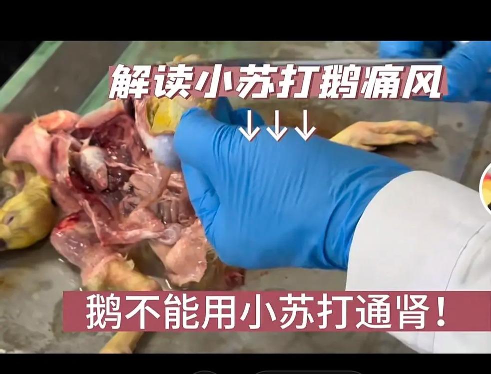 鹅痛风用小苏打比例是多少。鹅痛风吃小苏打有用吗。看完就明白了