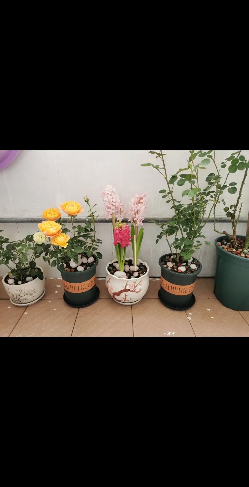 养花掌握小苏打的用途,教你告别异味、杀虫、酸碱性难题