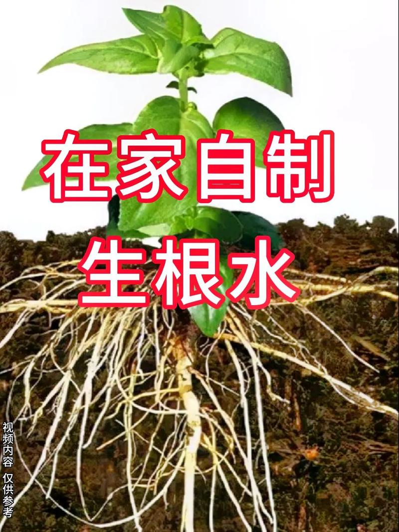自制生根剂哪种方法最有效
