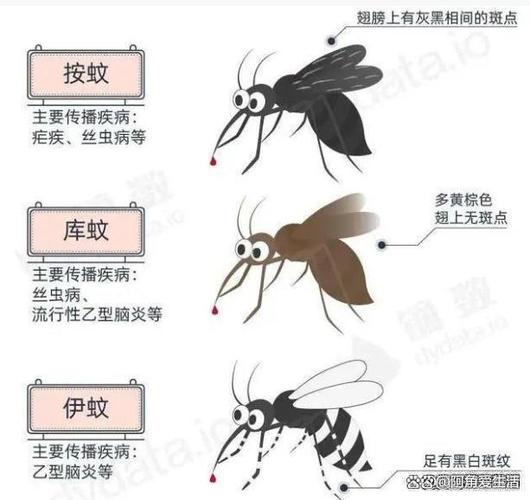 蚊子到底最爱哪种人。真正有效的灭蚊方法是