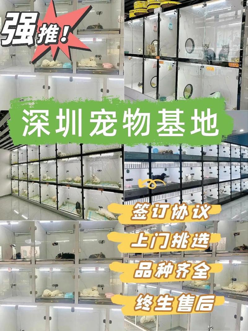 深圳买猫狗的地方在哪里,深圳买猫狗这里可线下实体店挑选宠物