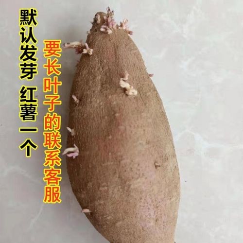 土豆、洋葱、红薯、花生......发芽后还能吃吗。中毒了如何应对。