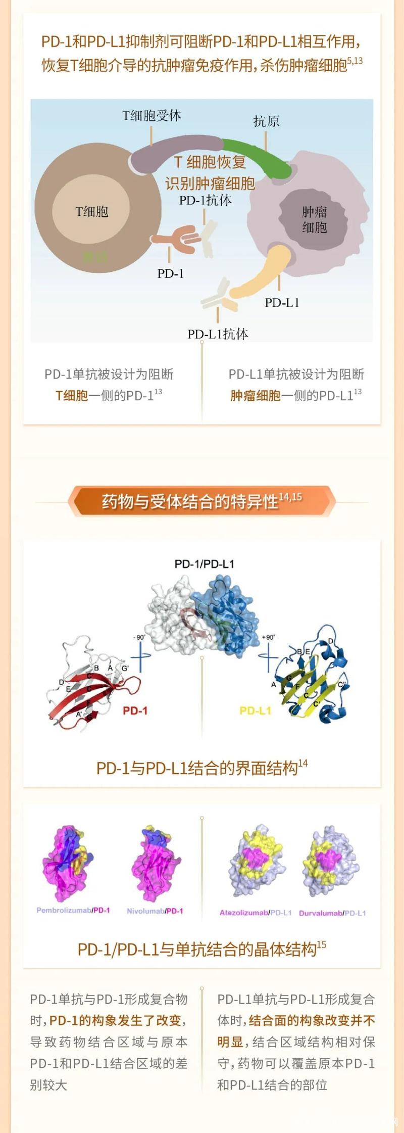 如何解读PD-L1表达方式及其意义。