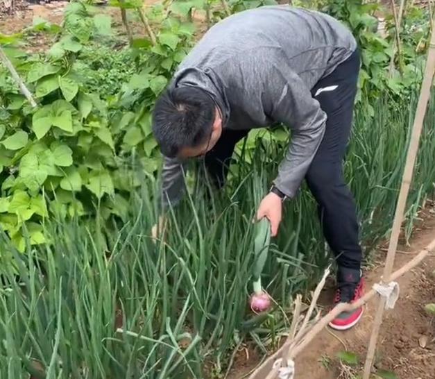 韩德君回家务农调侃秸秆“保安”,蔬菜种类颇多,享受田园乐趣