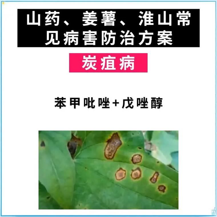 山药常见病害大全及防治
