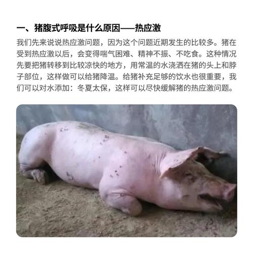 猪腹式呼吸是什么原因引起的。猪腹式呼吸是什么病。如何治疗。