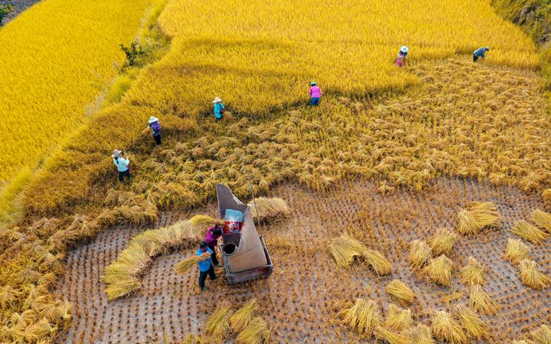 秋收盛果,以一封自我总结去看见成都「生活」