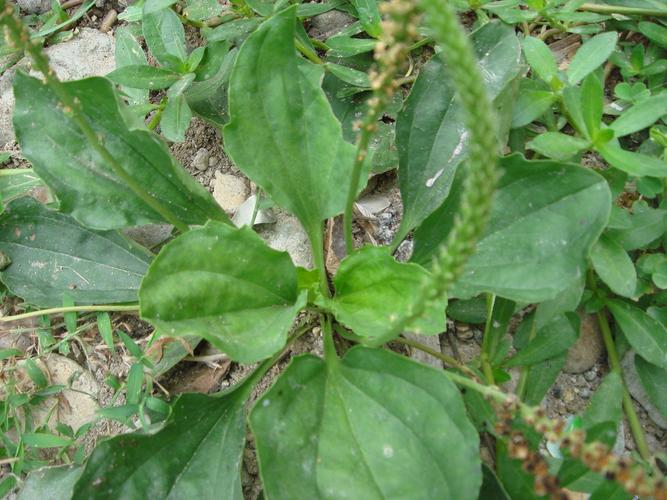 车前草药膳大全膀胱炎、尿道炎、尿路结石、前列腺炎、肾炎