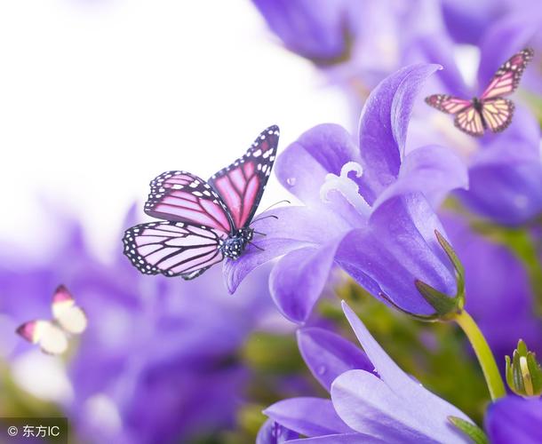 花蝴蝶,蝴蝶花