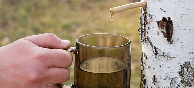 英语时文阅读初一阅读篇“神奇树水”桦树液