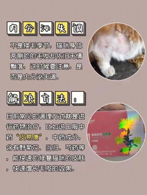 夏季炎热,猫咪掉毛量突然增多怎么办。浮毛清理问题如何解决。