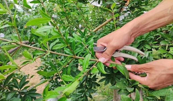 石榴树秋季的管理方法