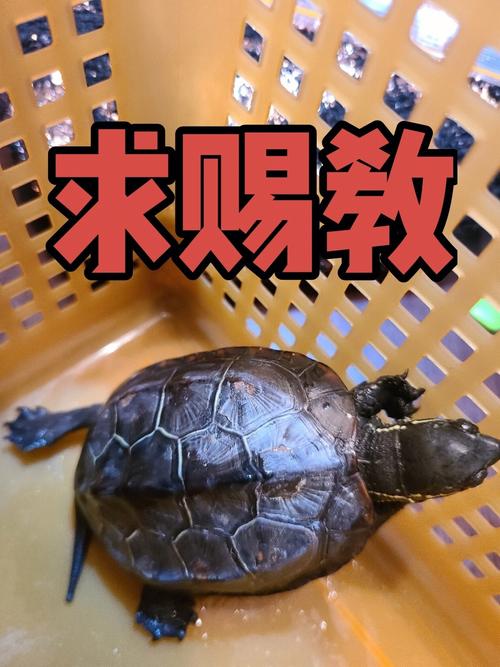 乌龟频繁下蛋5个万能技巧让你轻松应对困扰