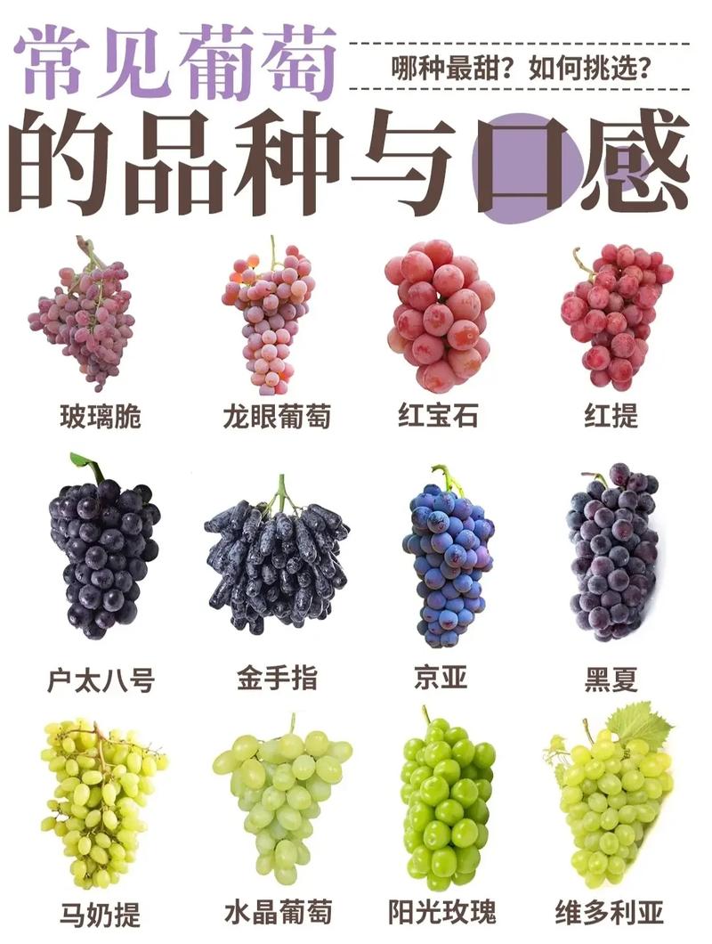 健康注意了,几乎适合所有人吃的葡萄,却和这些“相克”