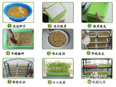 用点零散时间就能成为种植专家金哥教你如何利用阳台种菜。