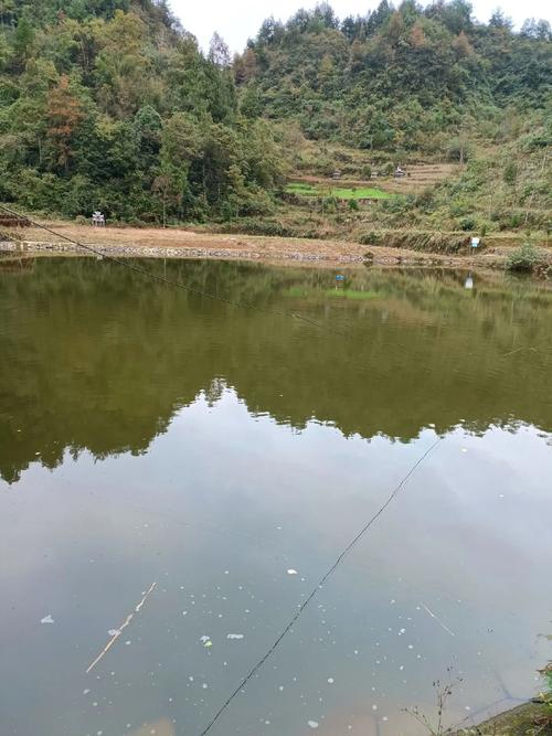 村组鱼塘维修报告解读：乡村振兴的“水下”力量