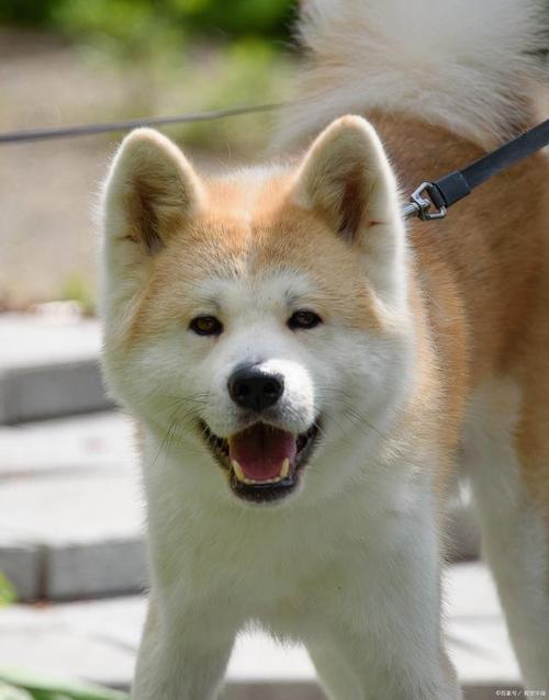 介绍天花板维修背后的真相与未来趋势