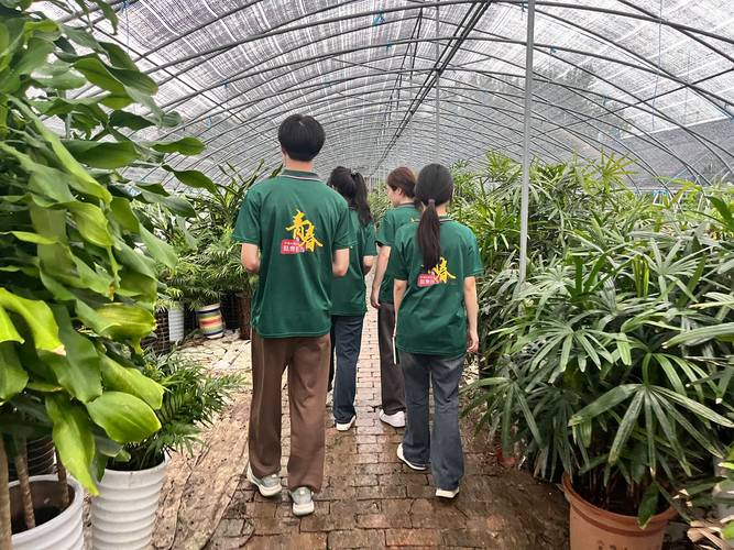 大棚维修报告_保障农业生产,助力乡村振兴