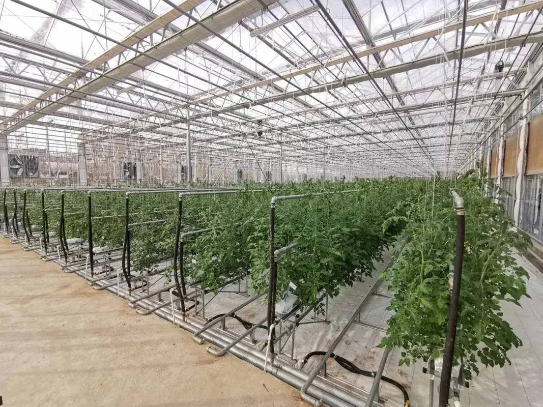 大棚维修调研报告解读:农业设施升级,助力农业现代化