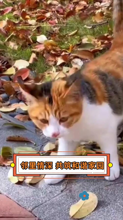寺庙维修资金报告:传承文化,守护历史,共筑和谐家园