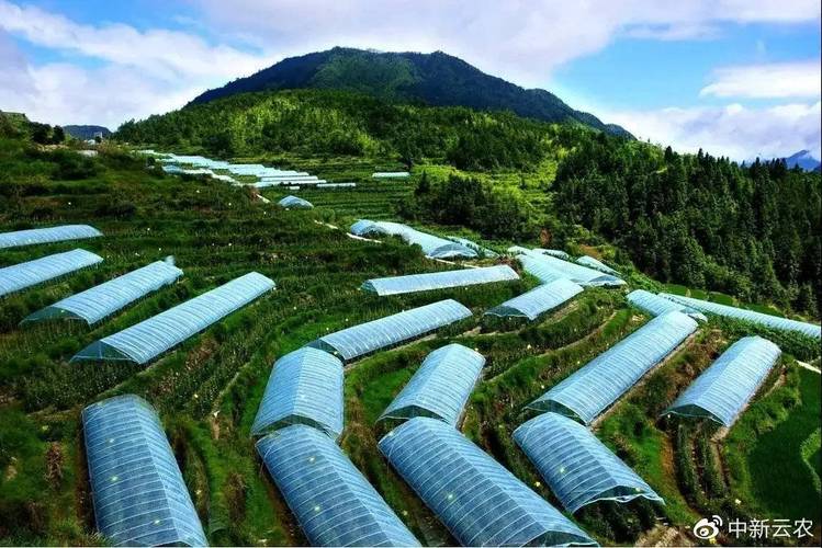 温室大棚维修汇总报告介绍:农业现代化的坚实保障