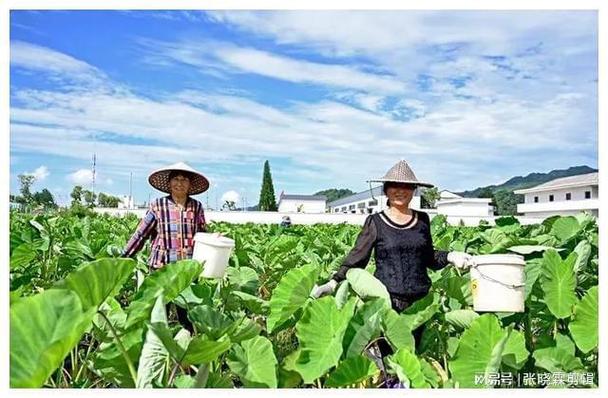 农村提灌站维修申请报告解读_助力农业发展,保障粮食安全