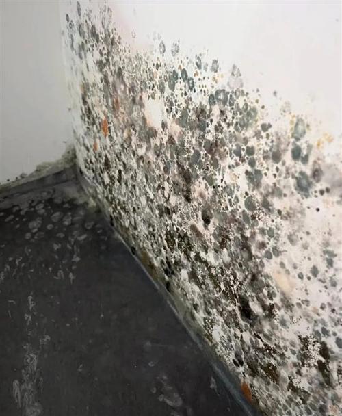 加强墙体发霉维修,保障居民生活品质