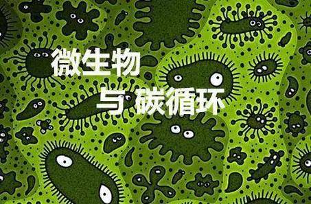 动物维修组:守护生态平衡的“绿色工程师”