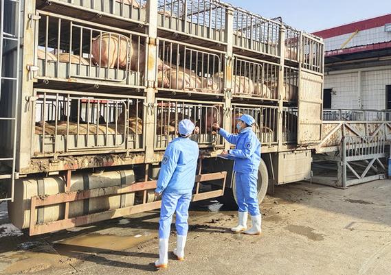 双汇养鸡维修工述职报告:坚守岗位,保障养殖安全生产