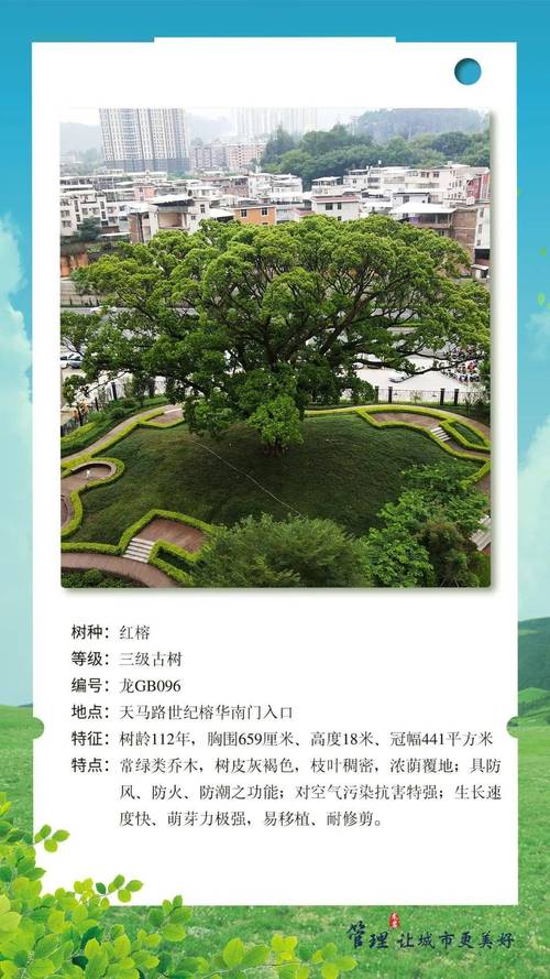 古树修复：守护城市绿色的“生命线”