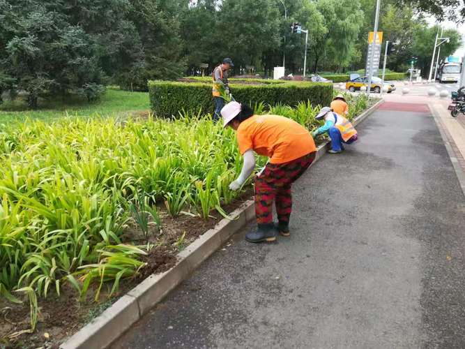 园林维修工年终总结报告_匠心筑景，守护绿色家园