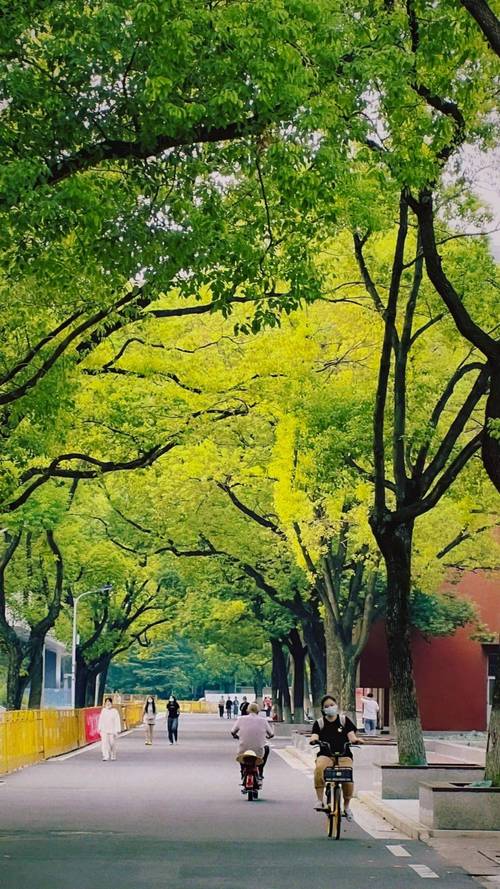学校绿化维修申请报告解读:呵护绿色,共筑美好校园
