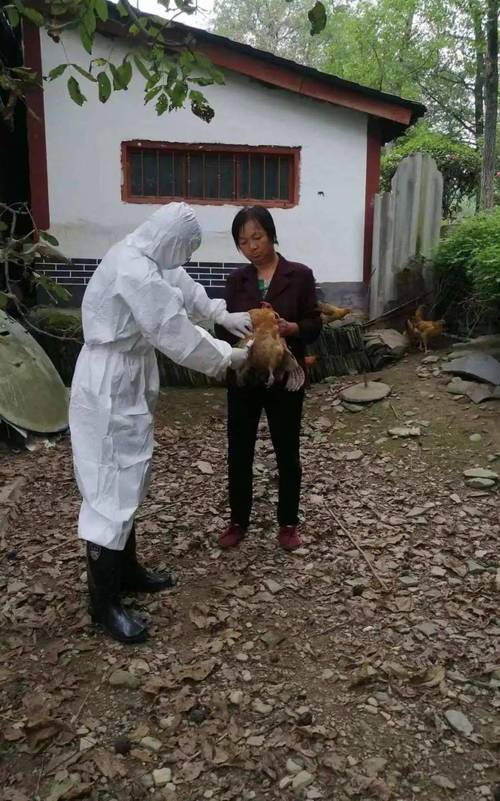 牧区暖棚维修申请报告介绍:筑牢畜牧业发展基石