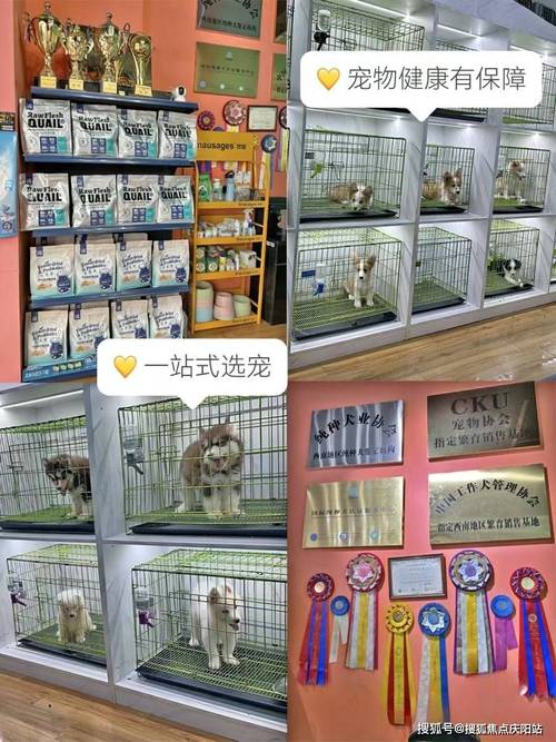 犬舍维修：守护宠物家园，提升宠物生活品质