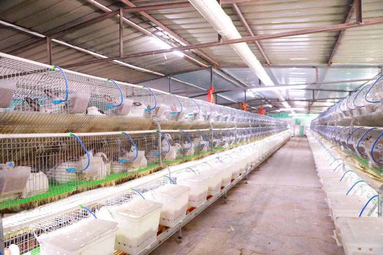 猪圈维修申请报告：保障养殖效益，助力乡村振兴