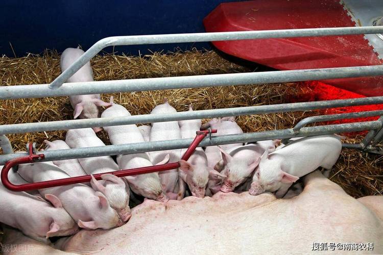 猪场维修设备总结报告解读:技术创新与高效管理的未来