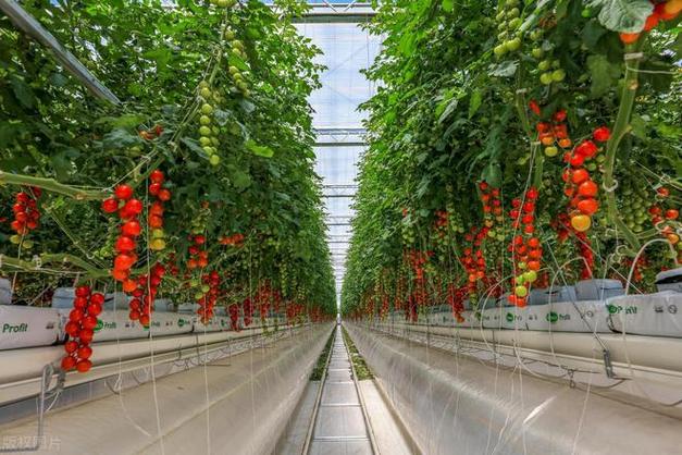 甘蔗机耕路维修申请报告:保障农业发展,提升经济效益