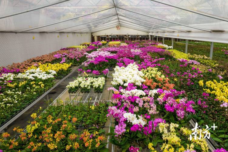 花卉组培室维修报告解读:提升花卉产业竞争力的关键举措