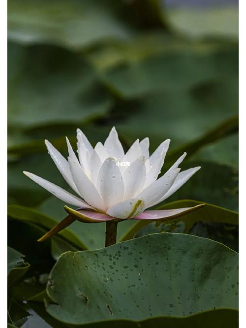 荷花池维修报告解读:古韵盎然,焕发新姿