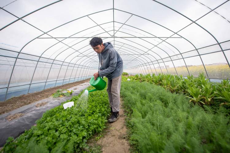蔬菜高效温室维修报告解读:保障现代农业发展的绿色引擎