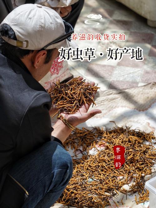 虫草采集点道路维修:重塑山间经济走廊,助力乡村振兴