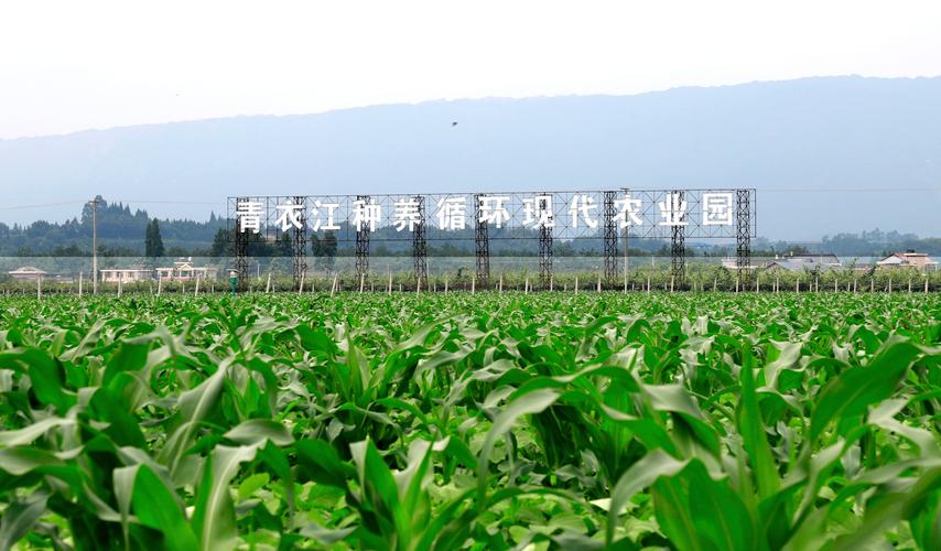详细剖析收割机维修报告,提示农业机械维护之路