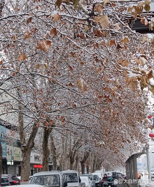 下雪_大自然的空气净化器_下雪能清洁空气吗