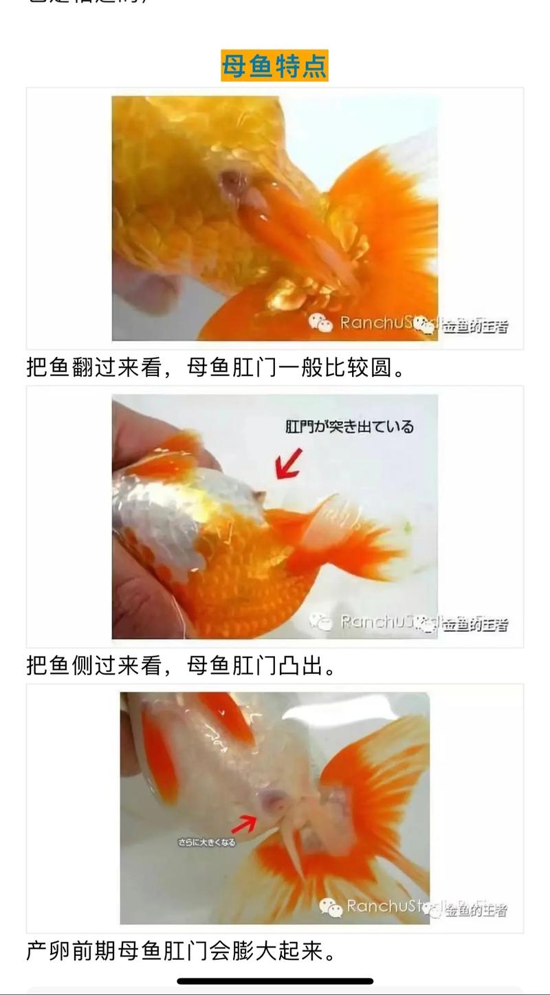 介绍兰寿的呼吸奥秘,它们真的能呼吸空气吗_兰寿能呼吸空气么