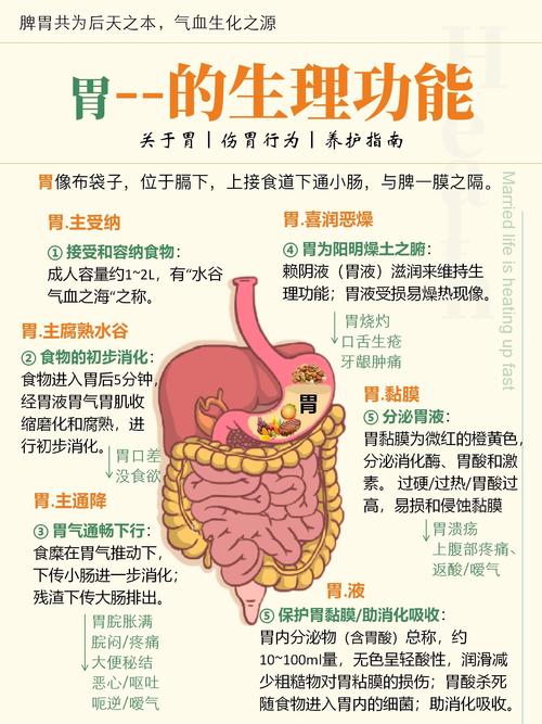 介绍胃的功能,空气消化之谜_胃能消化空气吗