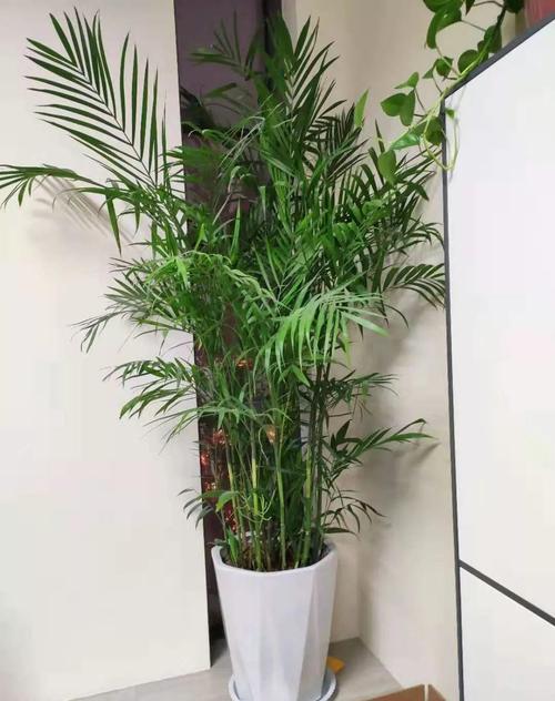夏威夷竹,空气净化专家，绿色生活新选择_夏威夷竹子能净化空气