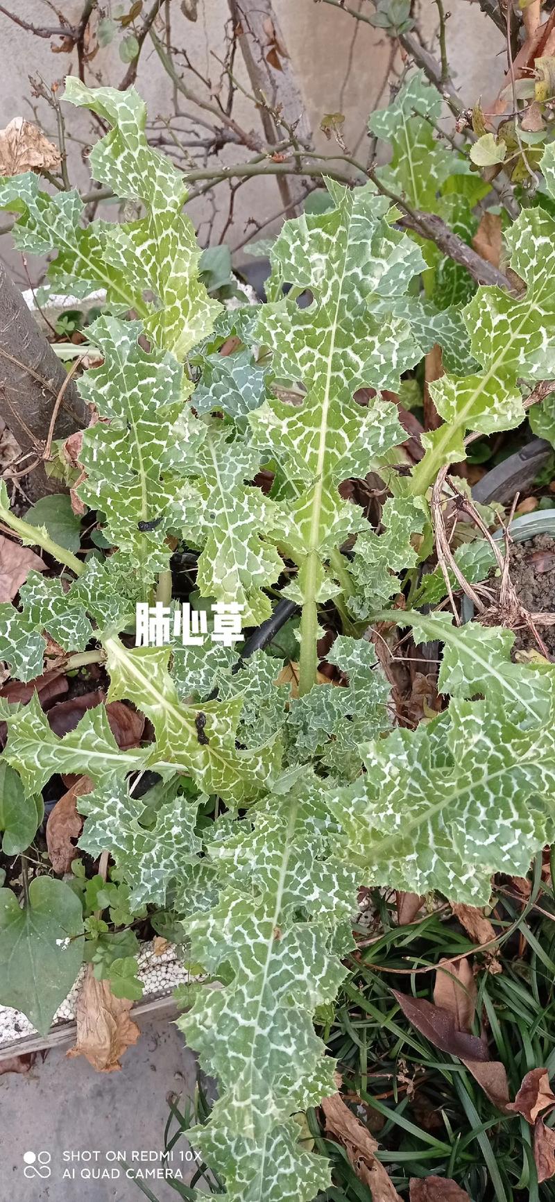 小草的力量,自然之肺,净化我们的呼吸空间_小草能净化多少空气