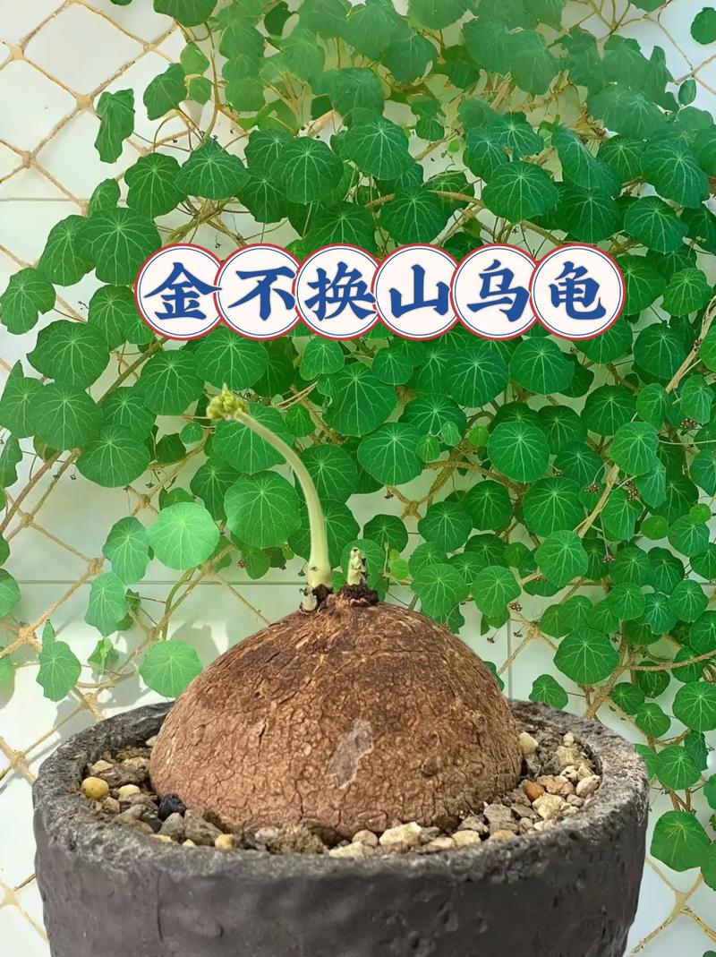山乌龟,空气净化的小卫士,绿色家居的守护者_山乌龟能净化空气不
