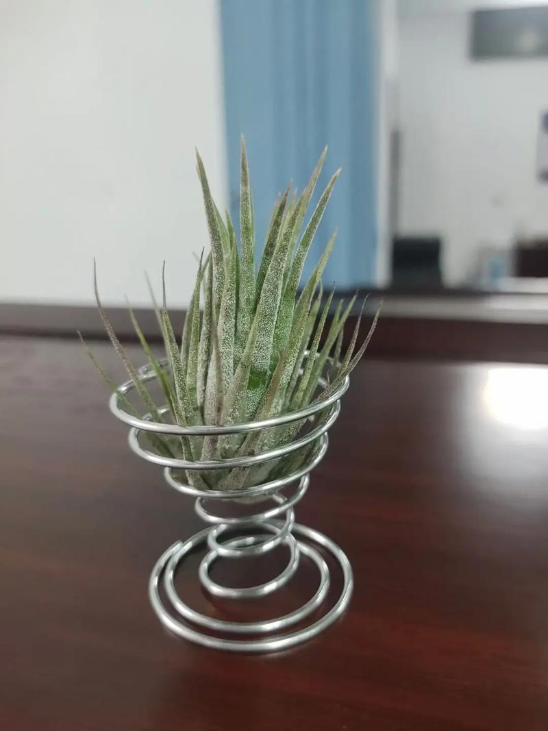 探寻天津空气凤梨,品味清新生活之源_天津空气凤梨哪里能买到