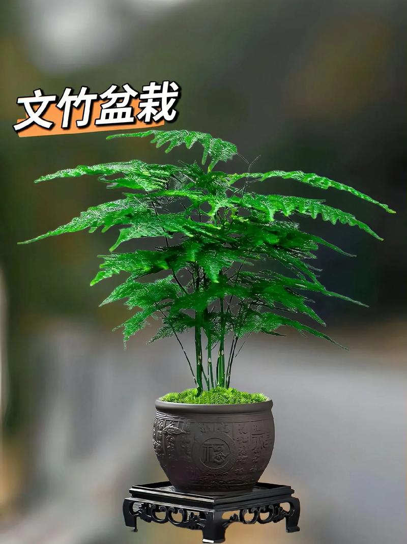 文竹,空气净化器的天然替代品,介绍其吸收空气的奥秘_文竹能吸收空气吗